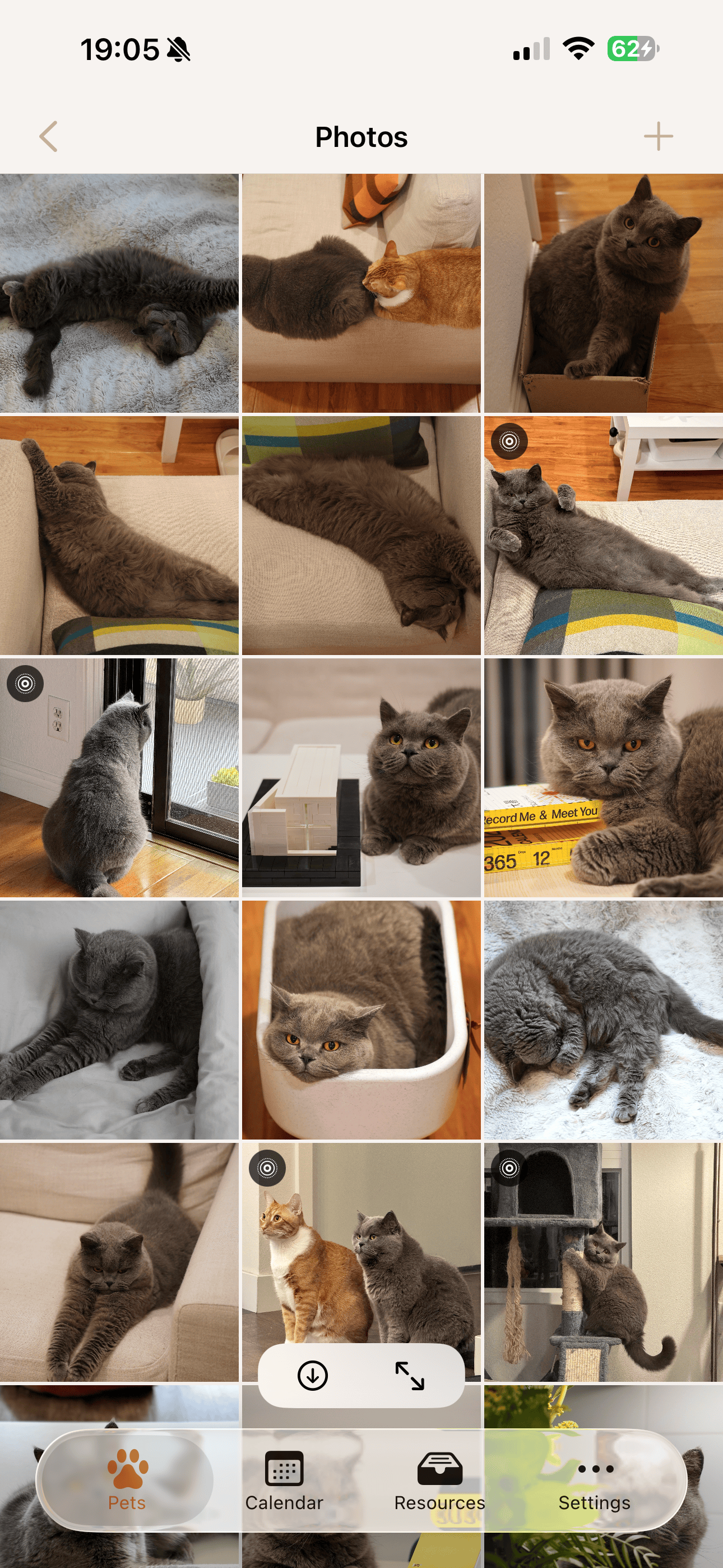 Pet photo gallery grid