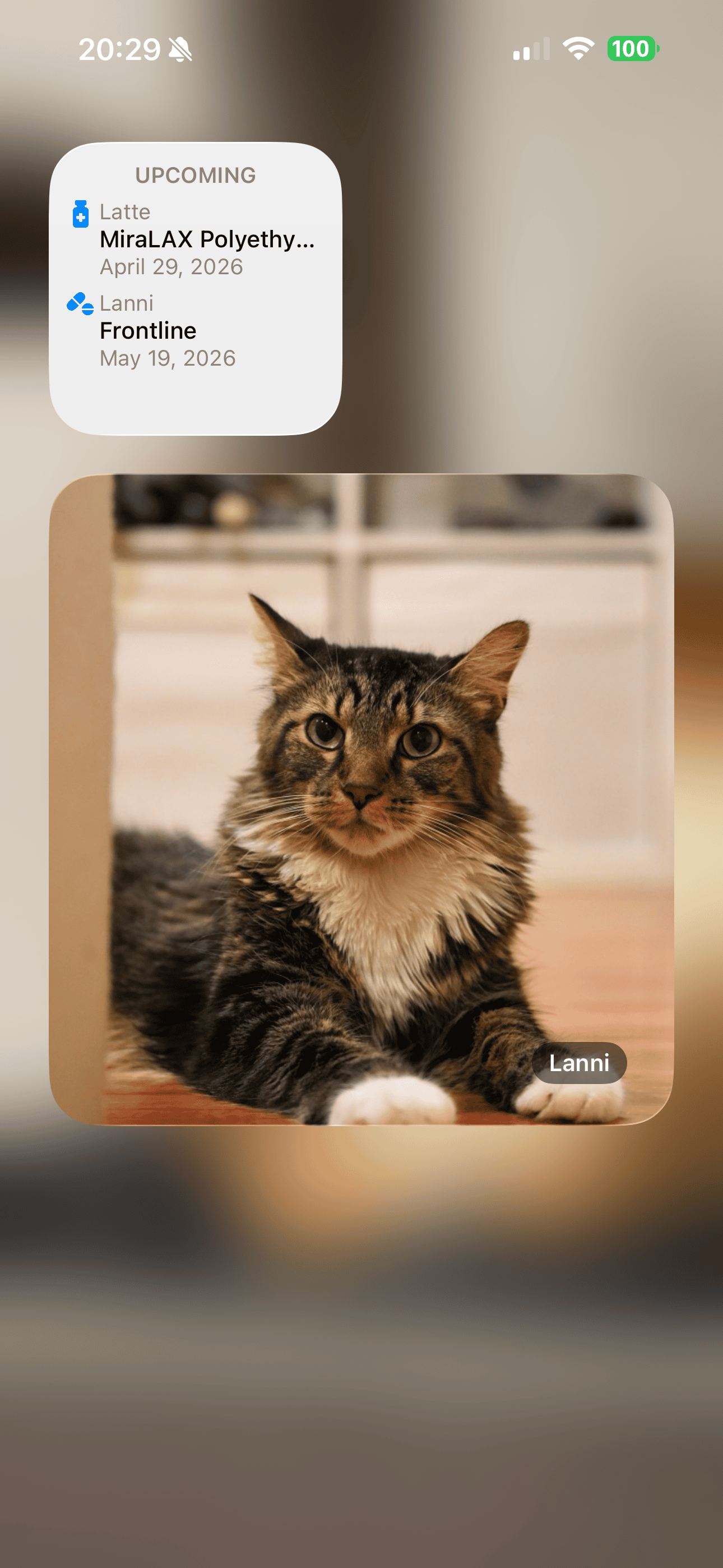 Home screen widgets — upcoming events and pet photo